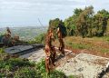 Perhutani Laksanakan Penanaman Ulang 250 Pohon di Gunung Pinang Serang