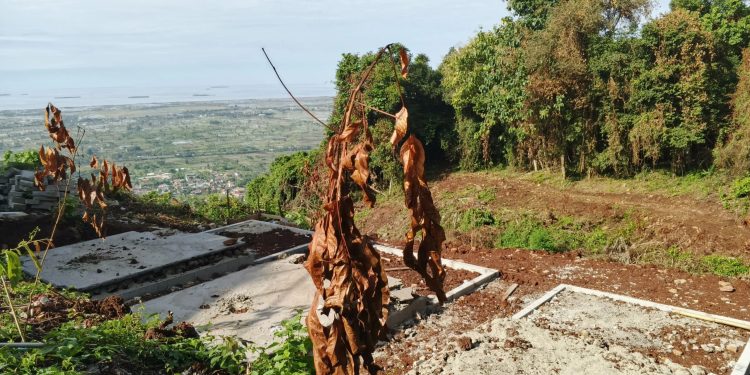 Perhutani Laksanakan Penanaman Ulang 250 Pohon di Gunung Pinang Serang