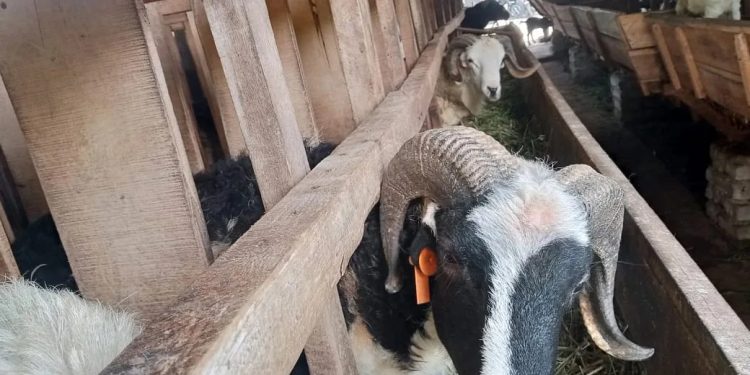 Permintaan Hewan Kurban di Tangsel Meningkat menjelang Idul Adha