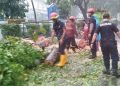 Hujan Lebat Mengakibatkan Pohon Tumbang di Jalan TMP Taruna Kota Tangerang