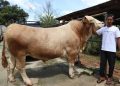 Sapi Seberat 1,15 Ton dari Tangerang Dibeli Presiden untuk Kurban