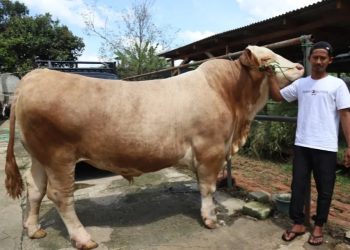 Sapi Seberat 1,15 Ton dari Tangerang Dibeli Presiden untuk Kurban