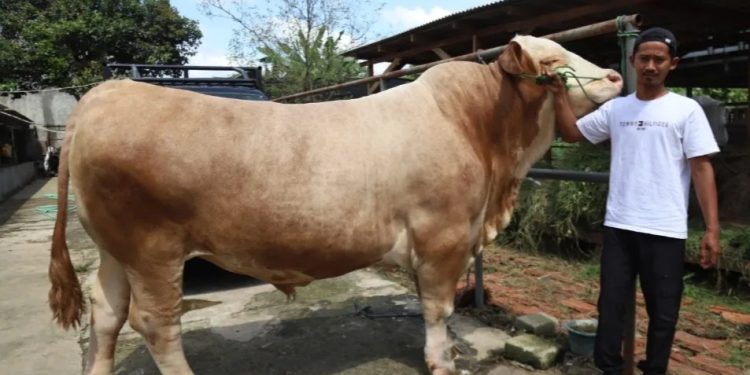 Sapi Seberat 1,15 Ton dari Tangerang Dibeli Presiden untuk Kurban