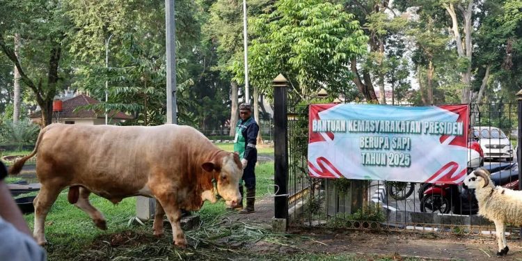 Hewan Kurban Presiden Disalurkan ke Masyarakat Banten