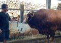 Sapi Berat 1,25 Ton dari Peternak Lebak Dibeli Presiden untuk Kurban