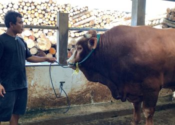 Sapi Berat 1,25 Ton dari Peternak Lebak Dibeli Presiden untuk Kurban