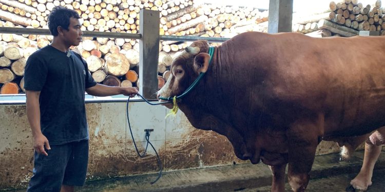 Sapi Berat 1,25 Ton dari Peternak Lebak Dibeli Presiden untuk Kurban