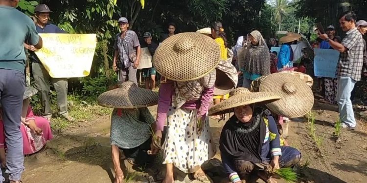 Warga Desa Karyajaya Lebak Tanam Padi di Jalan yang Rusak