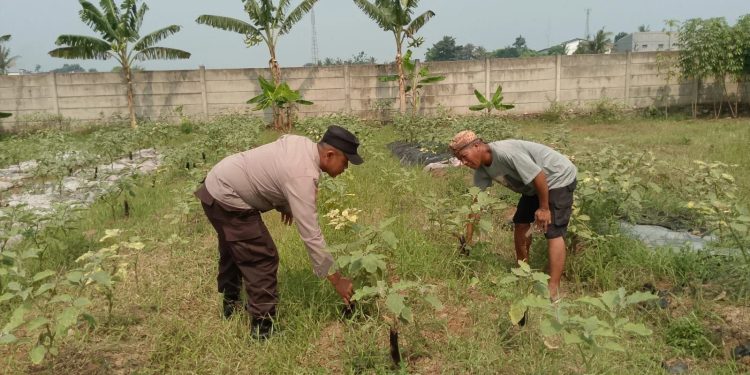 Dukung Ketahanan Pangan dengan Pantauan Tanaman Terong oleh Bhabinkamtibmas Tangerang