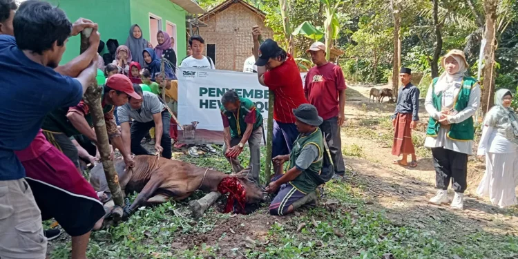 Asar Humanity Adakan Kurban di Kampung Mualaf Baduy Lebak