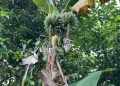 Pohon Pisang Unik di Kalanganyar Lebak Tumbuh 2 Tandan