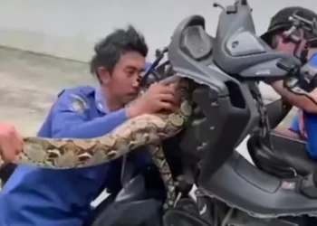 Ular Sanca 4 Meter Ditemukan Bersarang di Dalam Motor Warga Tangsel