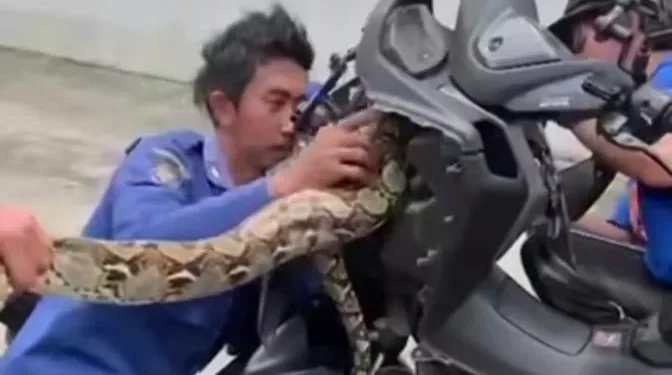 Ular Sanca 4 Meter Ditemukan Bersarang di Dalam Motor Warga Tangsel