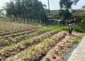 Polisi dan Warga Bersatu Tanam Harapan di Lahan Kosong Kronjo