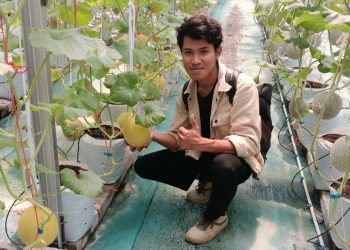 Petani Milenial Cilegon Berhasil Budidaya Melon Golden Alisha Berkualitas Premium