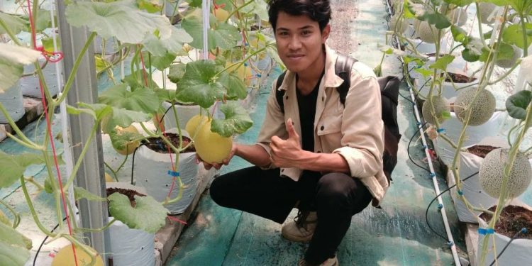 Petani Milenial Cilegon Berhasil Budidaya Melon Golden Alisha Berkualitas Premium