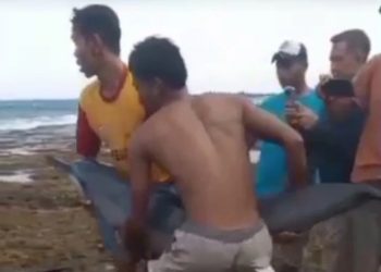 Evakuasi Lumba-lumba Terdampar di Pantai Legonpari Lebak