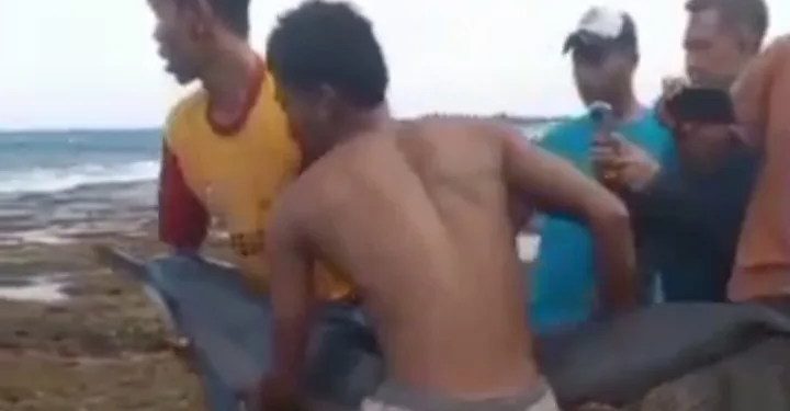 Evakuasi Lumba-lumba Terdampar di Pantai Legonpari Lebak