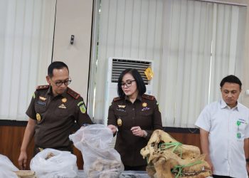 Dua Tengkorak Badak Jawa dari Perburuan Liar Diterima oleh Museum Banten