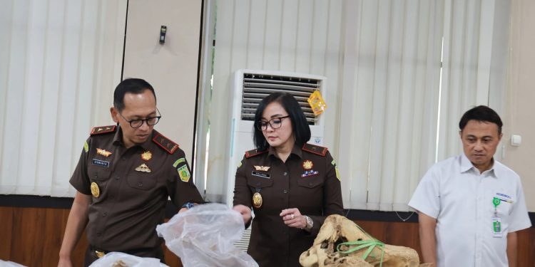 Dua Tengkorak Badak Jawa dari Perburuan Liar Diterima oleh Museum Banten