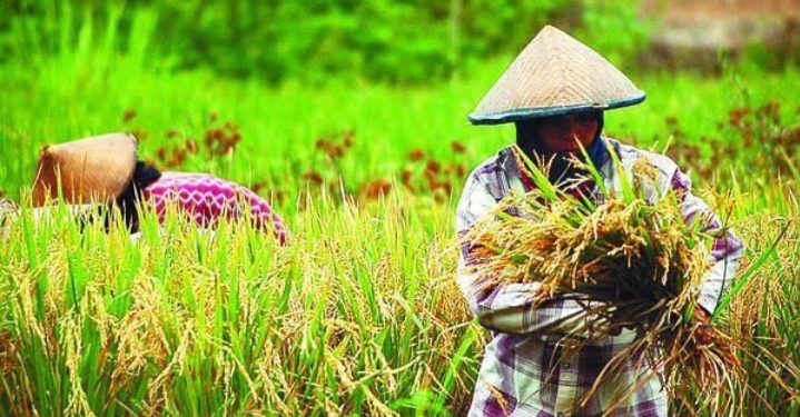 Nasib dan Kesejahteraan Petani di Cilegon