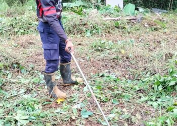 Ular Viper Berbisa Menghebohkan Warga Banjar Pandeglang