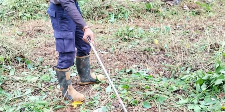 Ular Viper Berbisa Menghebohkan Warga Banjar Pandeglang