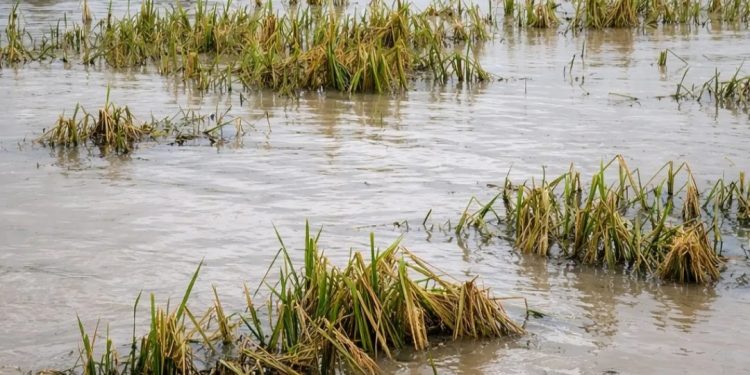 Hujan Berlarut-Larut, Petani Lebak Mengalami Kerugian Karena Sawah Tergenang