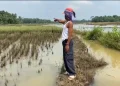 Banjir Merendam Puluhan Hektare Sawah di Lebak Terancam Gagal Panen