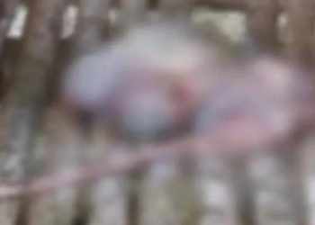 Pencurian Ternak Semakin Sering Terjadi di Kabupaten Serang