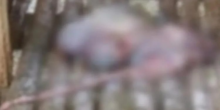 Pencurian Ternak Semakin Sering Terjadi di Kabupaten Serang
